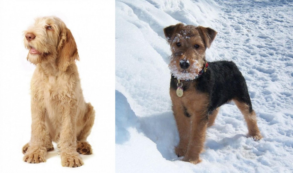 Welsh Terrier vs Spinone Italiano - Breed Comparison