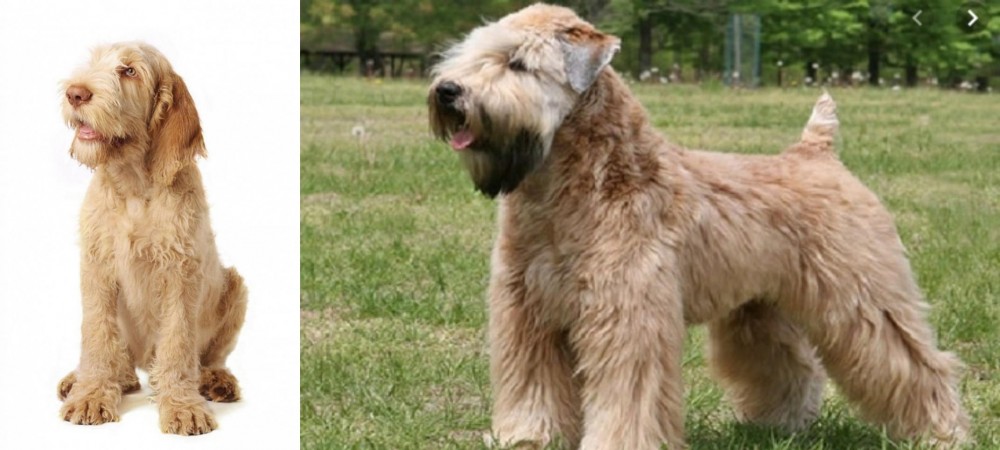 Wheaten Terrier vs Spinone Italiano - Breed Comparison