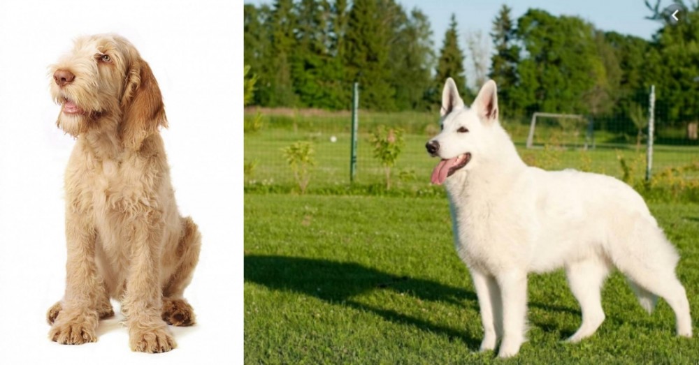 White Shepherd vs Spinone Italiano - Breed Comparison
