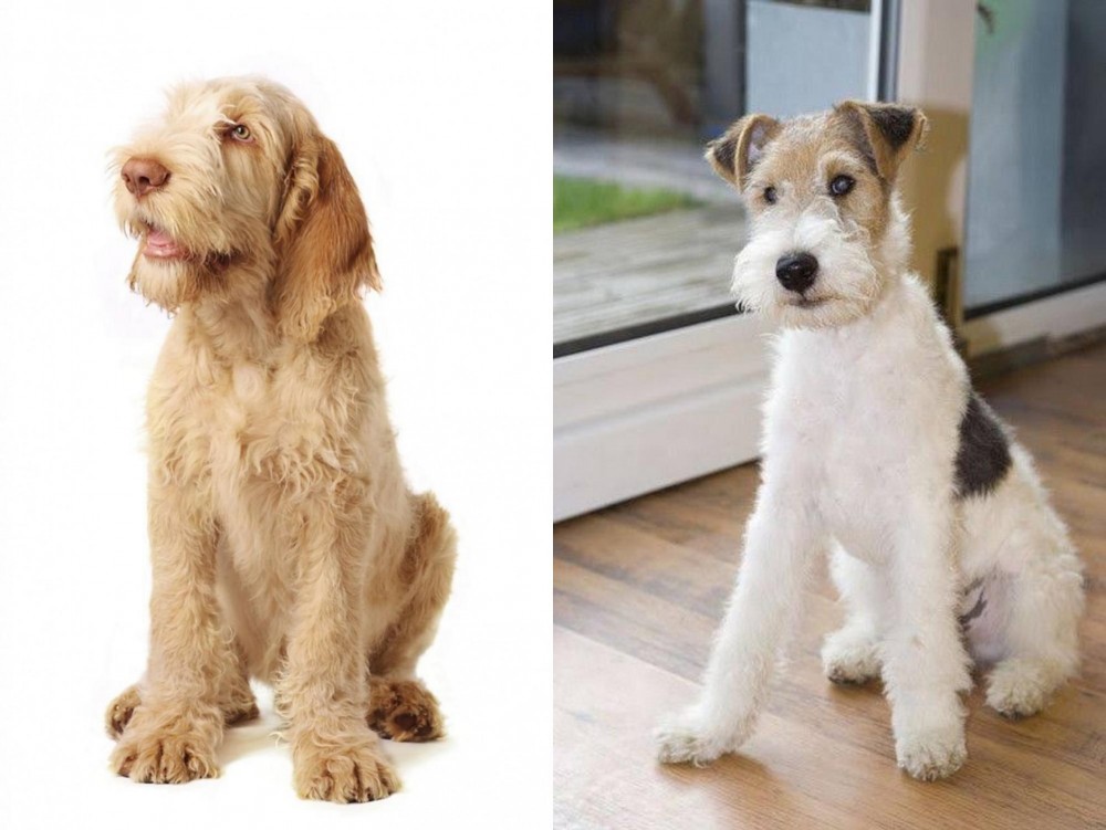 Wire Fox Terrier vs Spinone Italiano - Breed Comparison