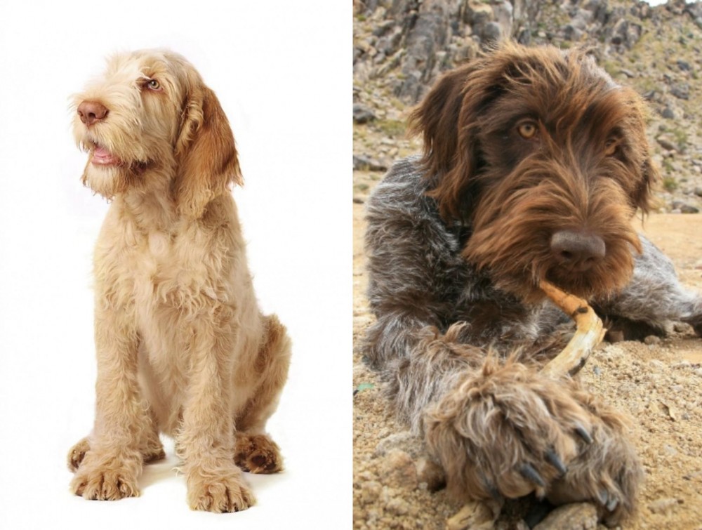 Wirehaired Pointing Griffon vs Spinone Italiano - Breed Comparison