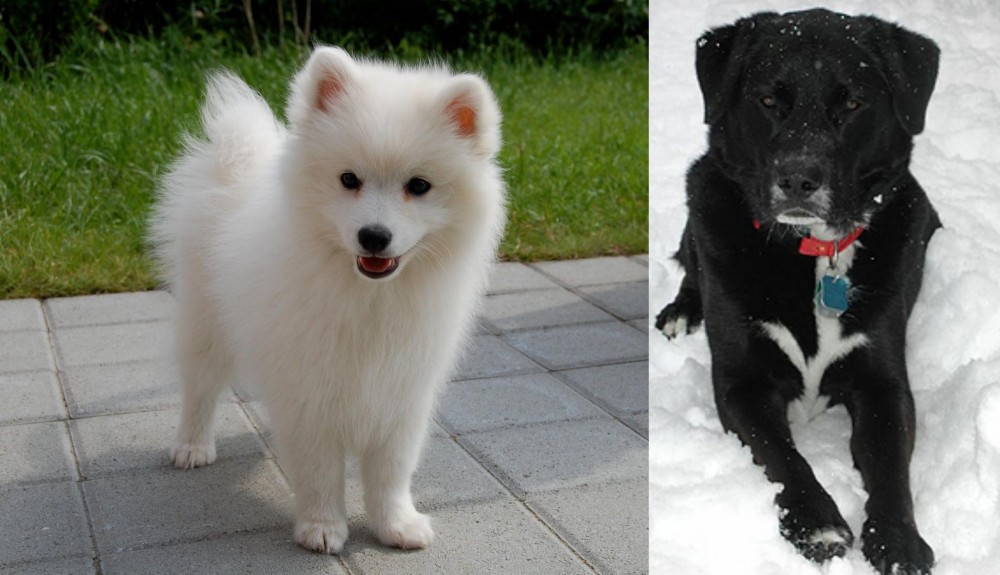 St. John's Water Dog vs Spitz - Breed Comparison