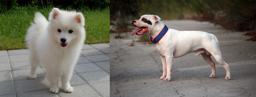 Staffordshire Bull Terrier vs Spitz - Breed Comparison