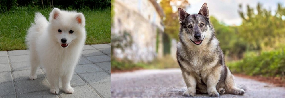 Swedish Vallhund vs Spitz - Breed Comparison