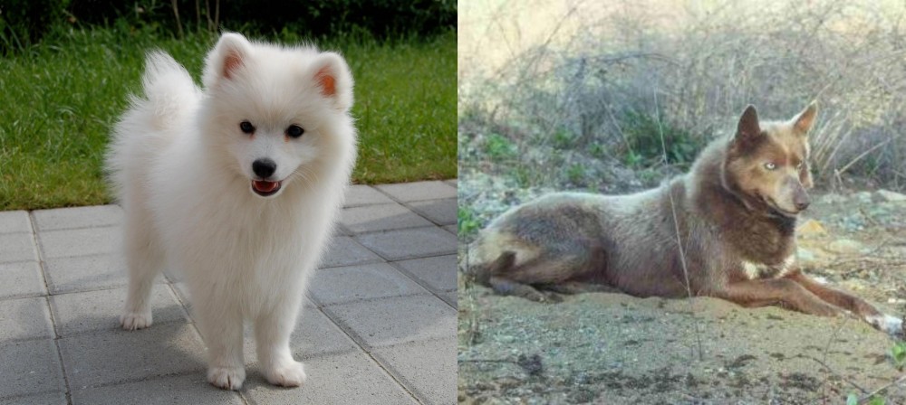 Tahltan Bear Dog vs Spitz - Breed Comparison