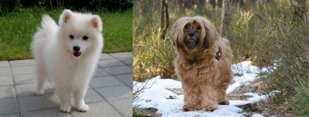 Tibetan Terrier vs Spitz - Breed Comparison