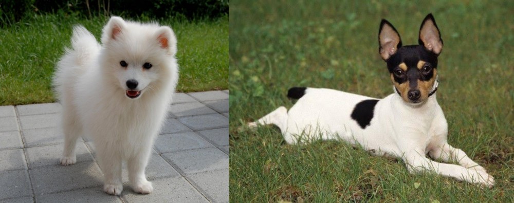 Toy Fox Terrier vs Spitz - Breed Comparison