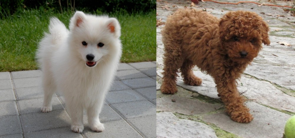 Toy Poodle vs Spitz - Breed Comparison