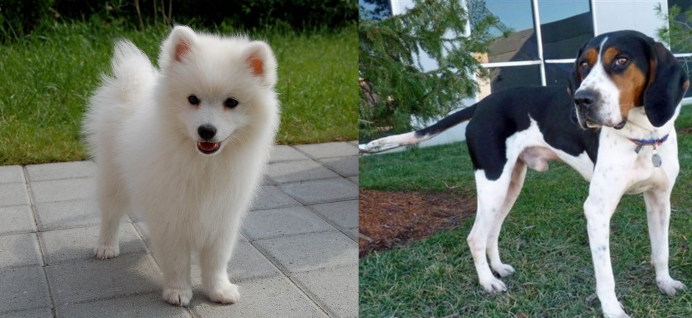 Treeing Walker Coonhound vs Spitz - Breed Comparison