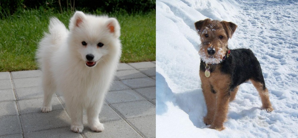 Welsh Terrier vs Spitz - Breed Comparison