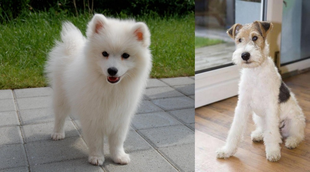 Wire Fox Terrier vs Spitz - Breed Comparison