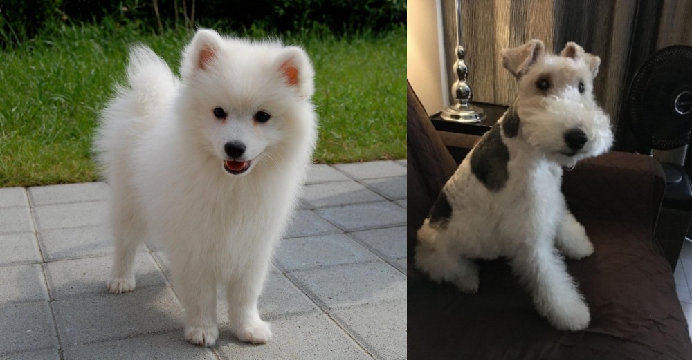 Wire Haired Fox Terrier vs Spitz - Breed Comparison