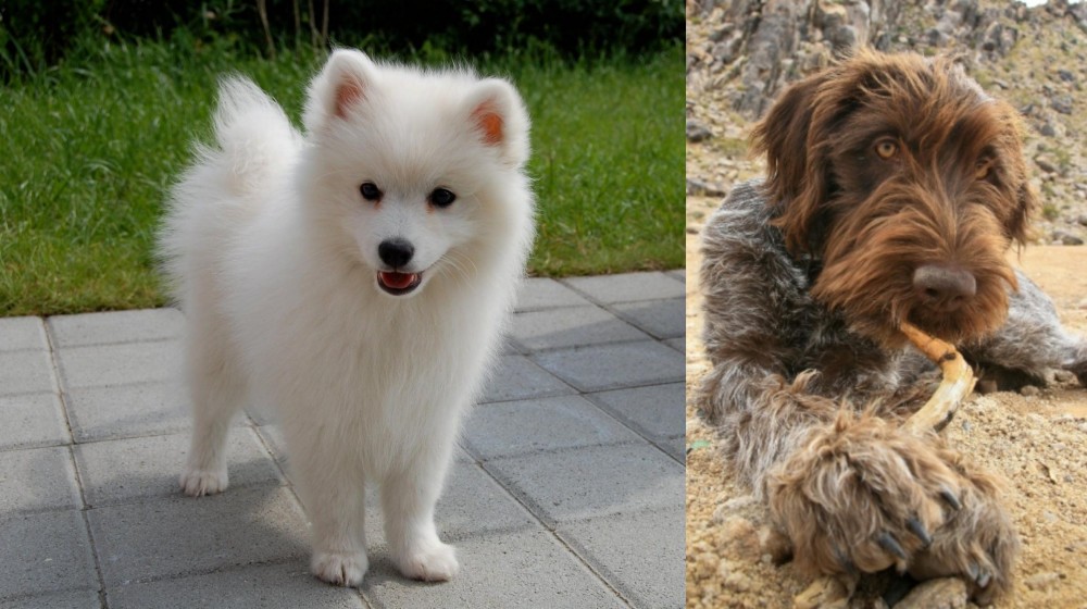 Wirehaired Pointing Griffon vs Spitz - Breed Comparison