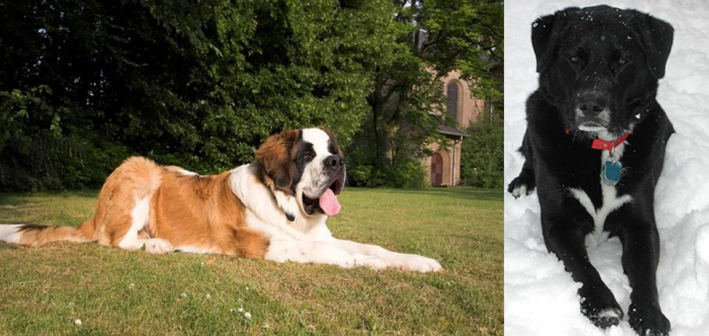 St. John's Water Dog vs St. Bernard - Breed Comparison