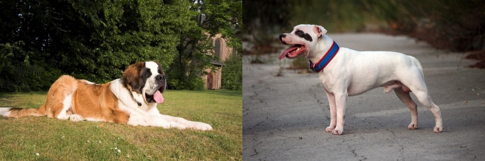 Staffordshire Bull Terrier vs St. Bernard - Breed Comparison