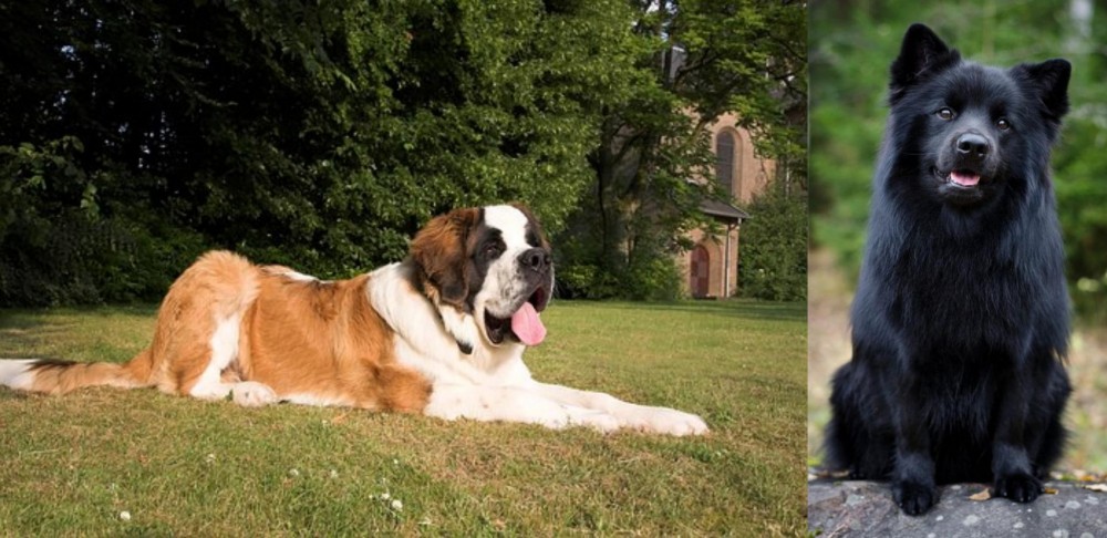 Swedish Lapphund vs St. Bernard - Breed Comparison
