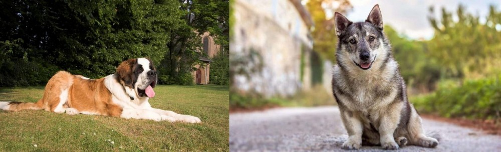 Swedish Vallhund vs St. Bernard - Breed Comparison