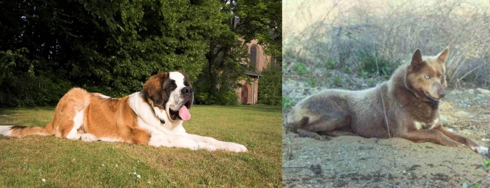 Tahltan Bear Dog vs St. Bernard - Breed Comparison