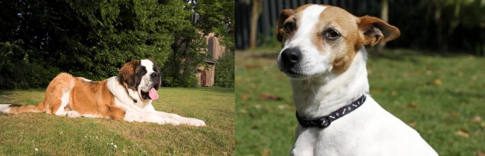Tenterfield Terrier vs St. Bernard - Breed Comparison
