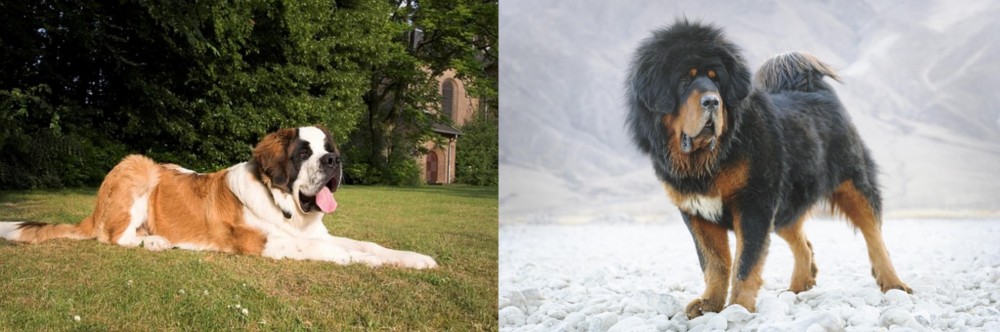 Tibetan Mastiff vs St. Bernard - Breed Comparison