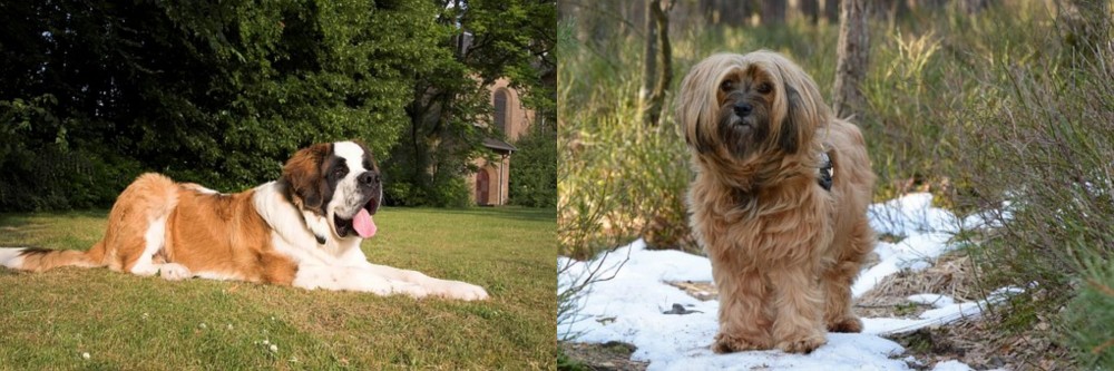 Tibetan Terrier vs St. Bernard - Breed Comparison