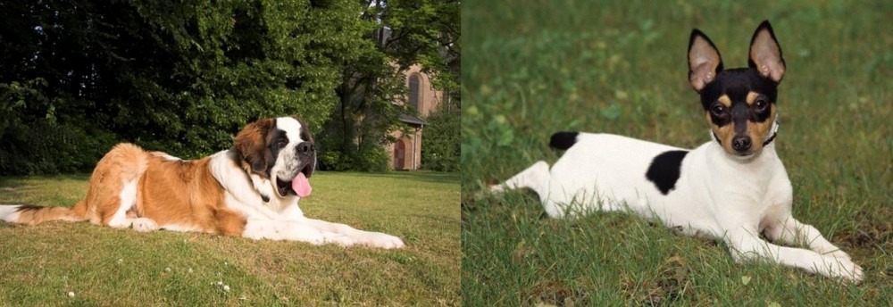 Toy Fox Terrier vs St. Bernard - Breed Comparison