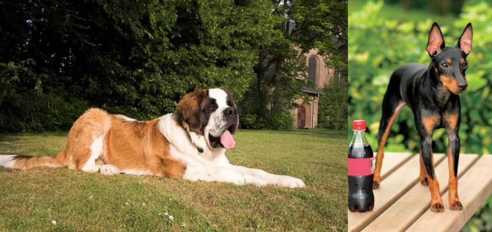 Toy Manchester Terrier vs St. Bernard - Breed Comparison