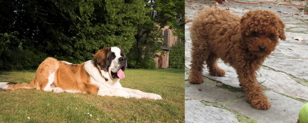 Toy Poodle vs St. Bernard - Breed Comparison