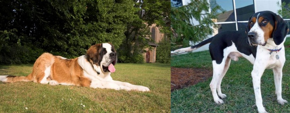 Treeing Walker Coonhound vs St. Bernard - Breed Comparison
