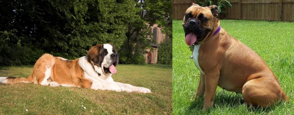 Valley Bulldog vs St. Bernard - Breed Comparison