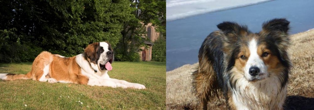 Welsh Sheepdog vs St. Bernard - Breed Comparison