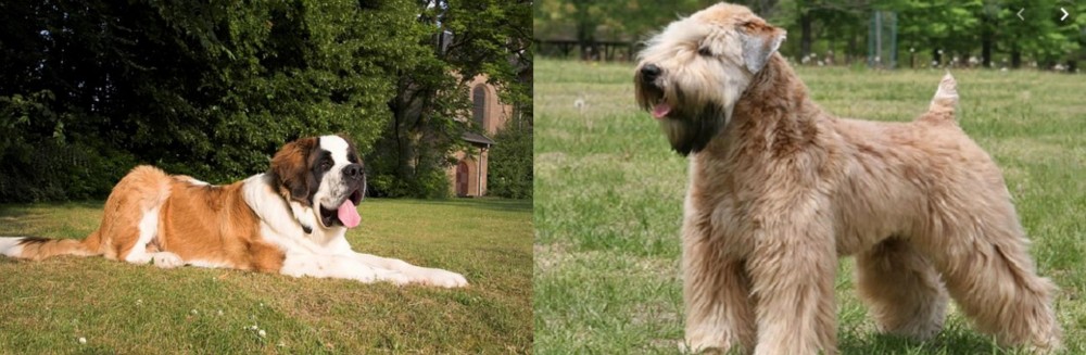 Wheaten Terrier vs St. Bernard - Breed Comparison