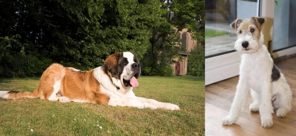 Wire Fox Terrier vs St. Bernard - Breed Comparison