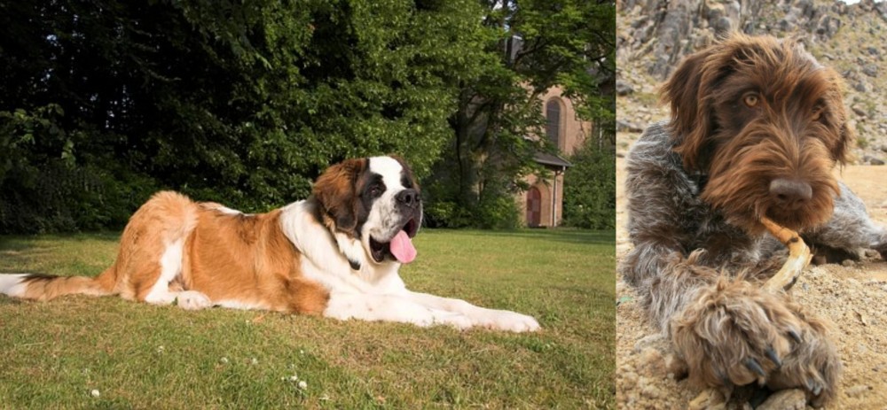 Wirehaired Pointing Griffon vs St. Bernard - Breed Comparison