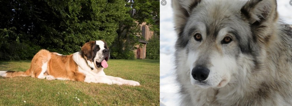 Wolfdog vs St. Bernard - Breed Comparison