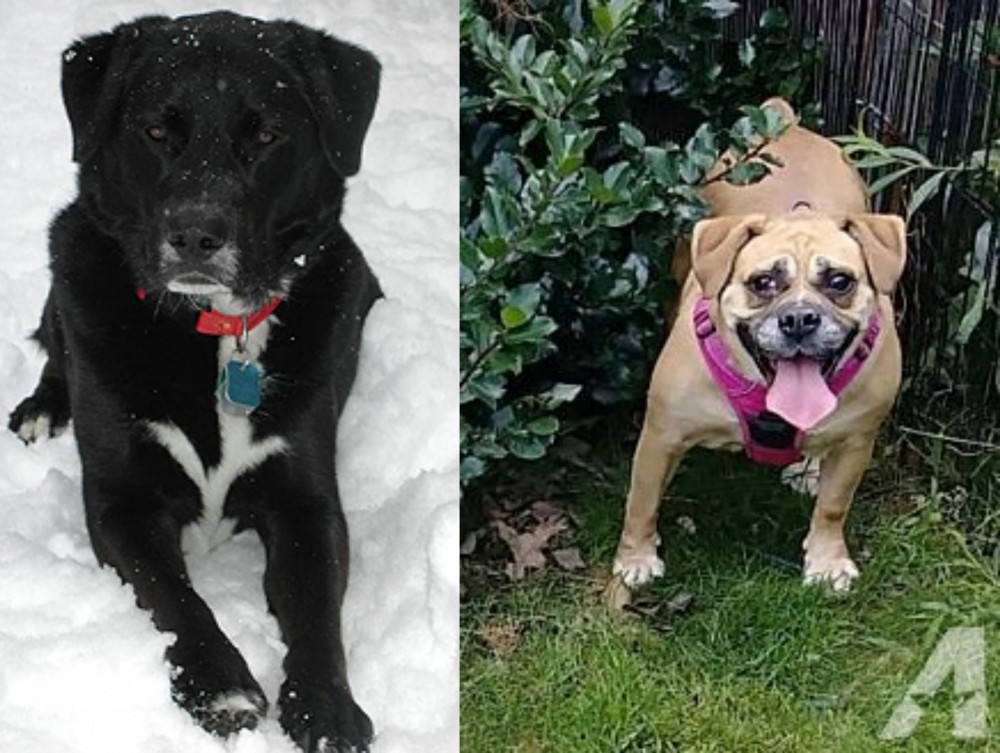 Beabull vs St. John's Water Dog - Breed Comparison
