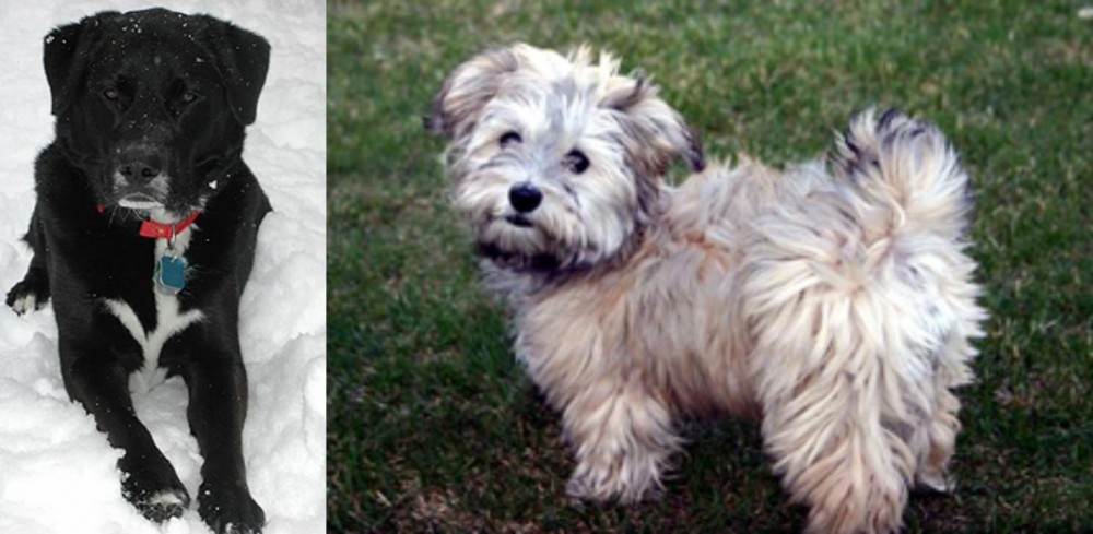 Havapoo vs St. John's Water Dog - Breed Comparison