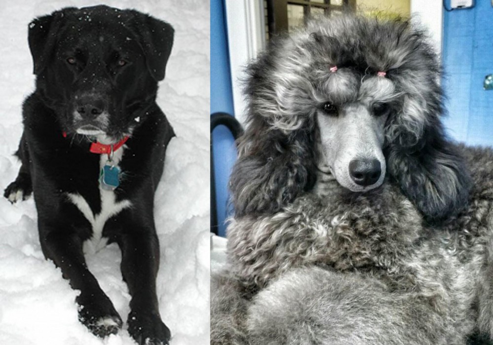 Standard Poodle vs St. John's Water Dog - Breed Comparison