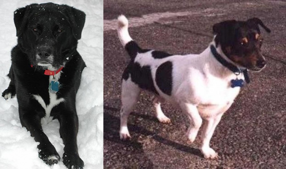 Teddy Roosevelt Terrier vs St. John's Water Dog - Breed Comparison