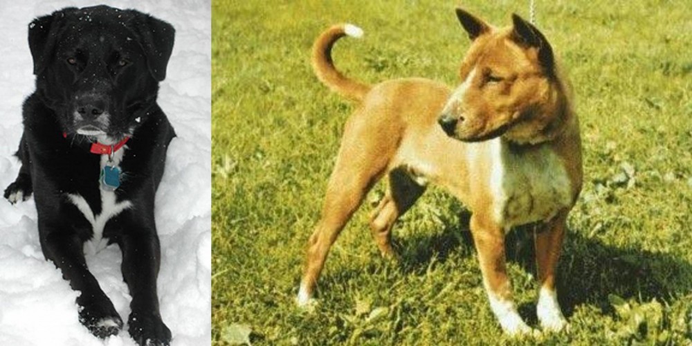 Telomian vs St. John's Water Dog - Breed Comparison