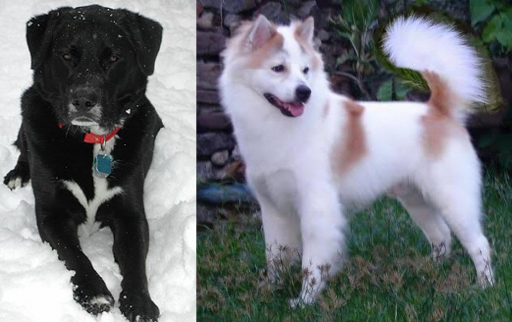 Thai Bangkaew vs St. John's Water Dog - Breed Comparison