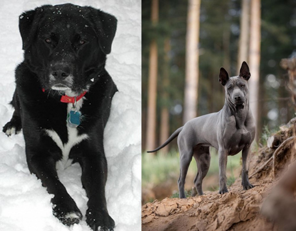 Thai Ridgeback vs St. John's Water Dog - Breed Comparison