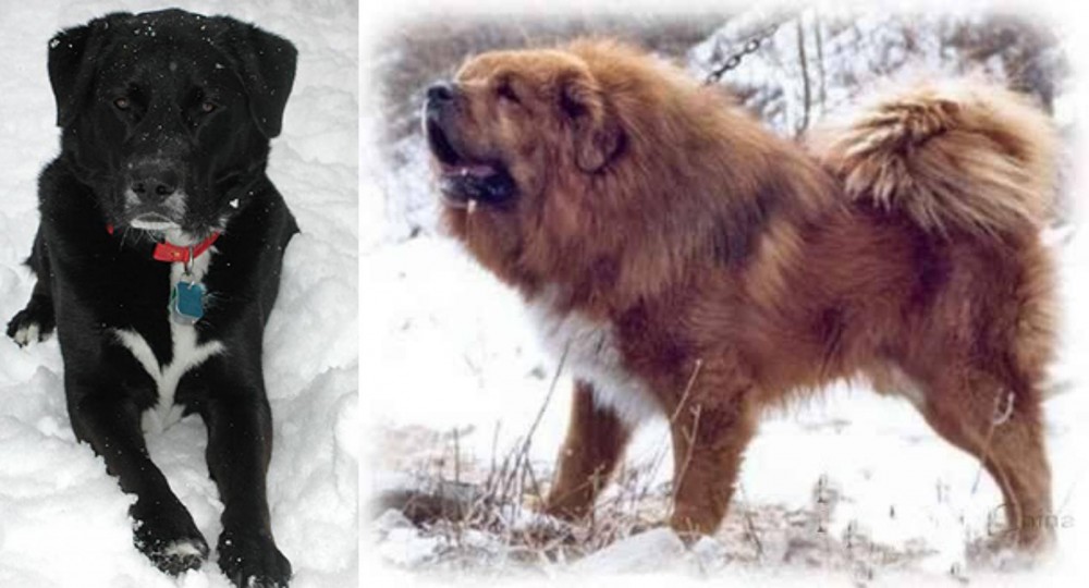 Tibetan Kyi Apso vs St. John's Water Dog - Breed Comparison