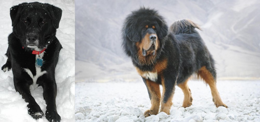 Tibetan Mastiff vs St. John's Water Dog - Breed Comparison