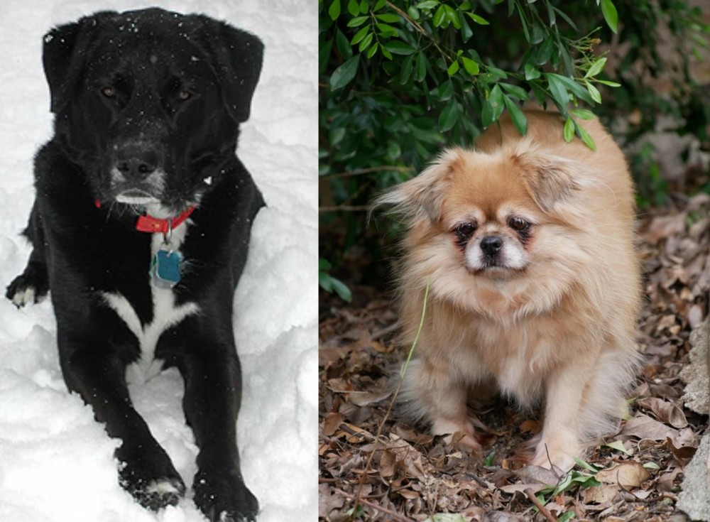 Tibetan Spaniel vs St. John's Water Dog - Breed Comparison