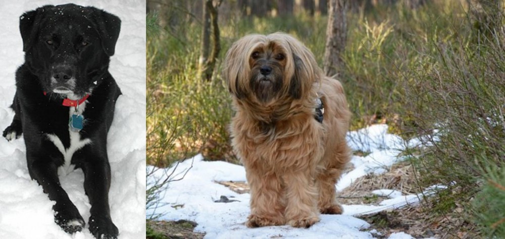 Tibetan Terrier vs St. John's Water Dog - Breed Comparison