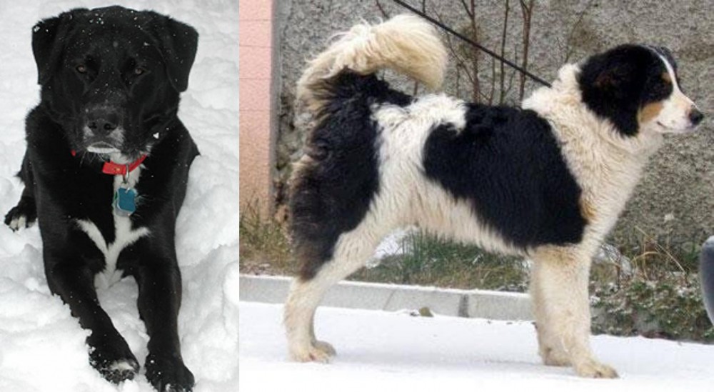 Tornjak vs St. John's Water Dog - Breed Comparison