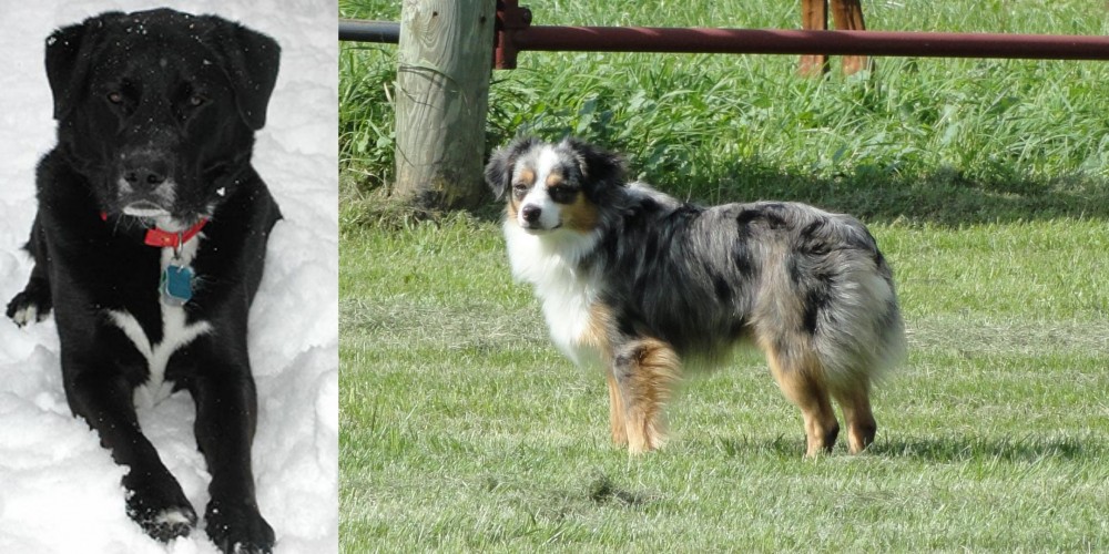 Toy Australian Shepherd vs St. John's Water Dog - Breed Comparison