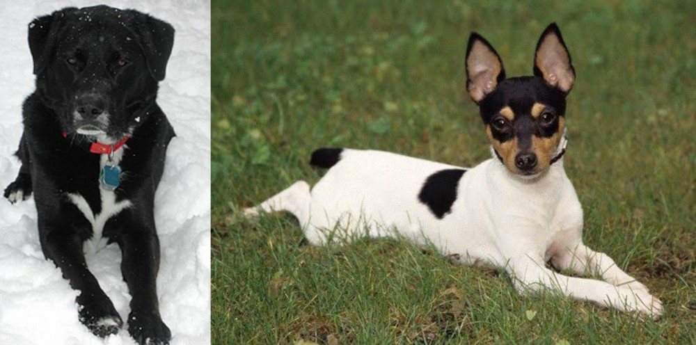 Toy Fox Terrier vs St. John's Water Dog - Breed Comparison