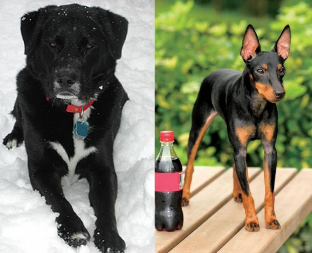 Toy Manchester Terrier vs St. John's Water Dog - Breed Comparison